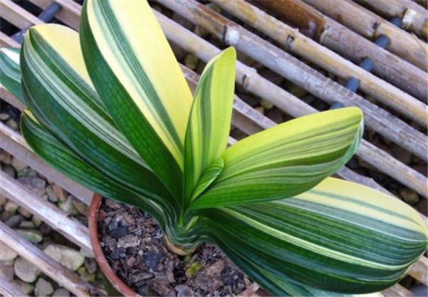 君子兰怎么施肥 君子兰的这四种施肥方法你都掌握了吗