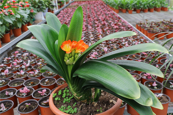 君子兰怎么施肥 君子兰的这四种施肥方法你都掌握了吗