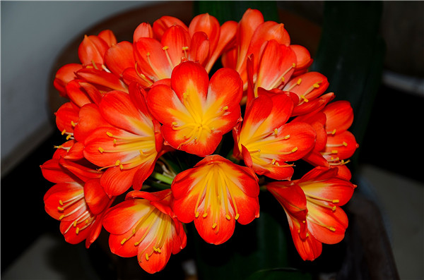 君子兰怎么施肥 君子兰的这四种施肥方法你都掌握了吗