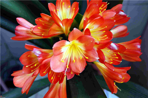 君子兰怎么施肥 君子兰的这四种施肥方法你都掌握了吗