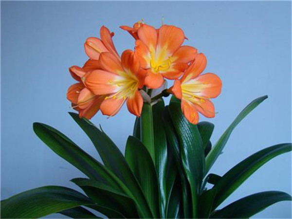 君子兰怎么施肥 君子兰的这四种施肥方法你都掌握了吗