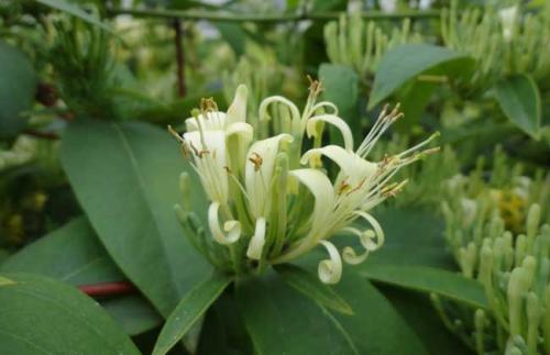 山银花繁殖方法都有哪些 这么给山银花繁殖你学会了吗