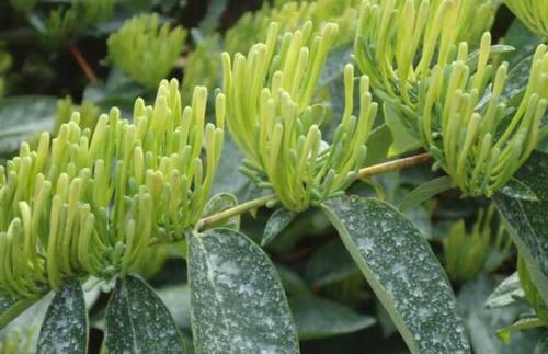 山银花繁殖方法都有哪些 这么给山银花繁殖你学会了吗