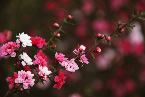 �ɺ�÷����������ô�� �ɺ�÷����ֳ������ע���������