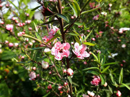 �ɺ�÷����������ô�� �ɺ�÷����ֳ������ע���������