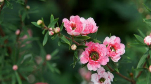 ɺ÷ʲôʱ򿪻 ɺ÷Ŷ