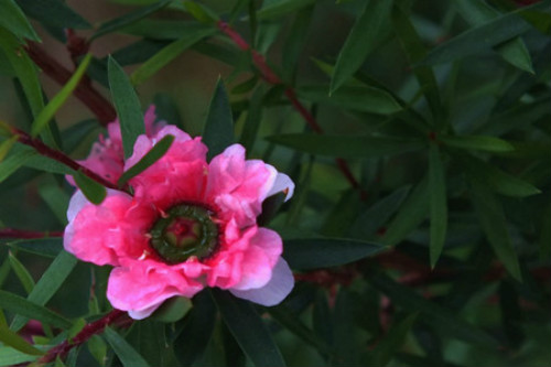 ɺ÷ʲôʱ򿪻 ɺ÷Ŷ