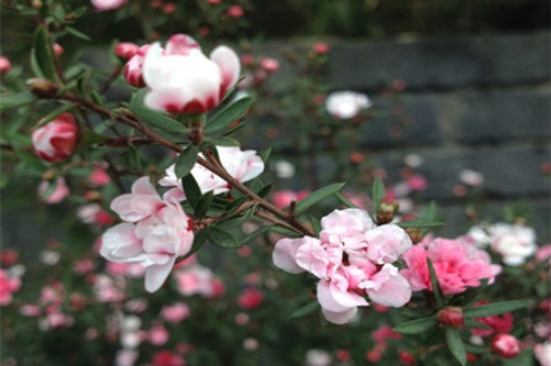 ɺ÷ʲôʱ򿪻 ɺ÷Ŷ