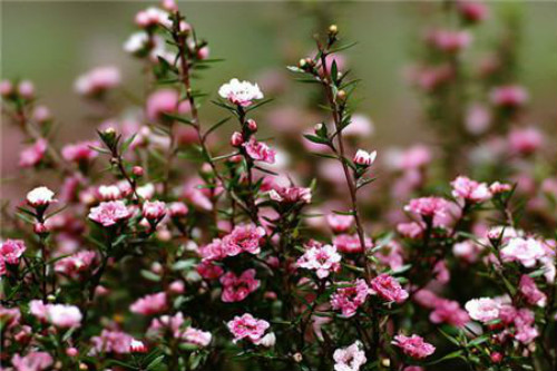 ɺ÷ʲôʱ򿪻 ɺ÷Ŷ