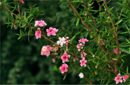 �ɺ�÷Ҷ�ӷ�����ô�� ѧ����3�п��ٽ���ɺ�÷Ҷ������