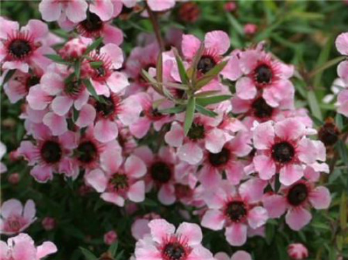 �ɺ�÷Ҷ�ӷ�����ô�� ѧ����3�п��ٽ���ɺ�÷Ҷ������