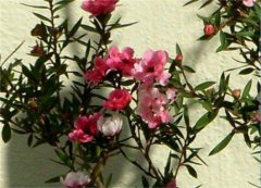 松红梅怎么施肥 松红梅不同时期的施肥方法介绍