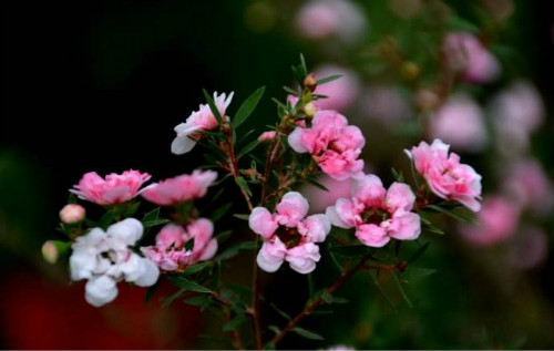 �ɺ�÷�Ĺ�Ч����������Щ��û�뵽�ɺ�÷�ļ�ֵ���治��