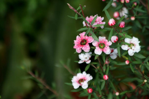 �ɺ�÷�Ĺ�Ч����������Щ��û�뵽�ɺ�÷�ļ�ֵ���治��