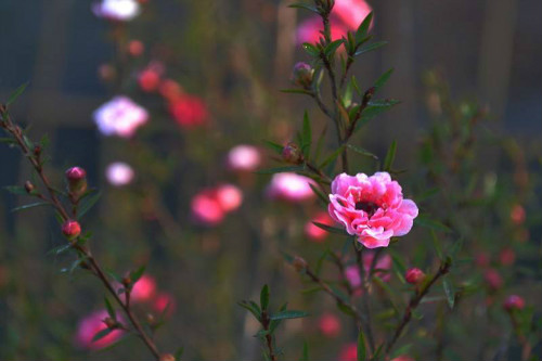 �ɺ�÷�Ĺ�Ч����������Щ��û�뵽�ɺ�÷�ļ�ֵ���治��