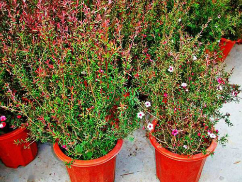 �ɺ�÷�Ĺ�Ч����������Щ��û�뵽�ɺ�÷�ļ�ֵ���治��