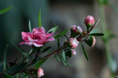 �ɺ�÷�Ĺ�Ч����������Щ��û�뵽�ɺ�÷�ļ�ֵ���治��