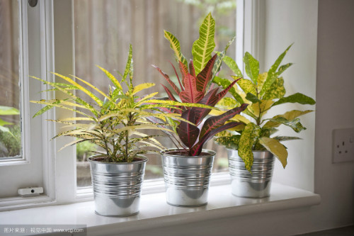 ����ʹ��Ҷľ���ô�׳����Ҷľ����ֳ��������Щ