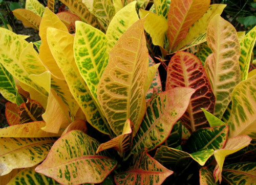 ����ʹ��Ҷľ���ô�׳����Ҷľ����ֳ��������Щ