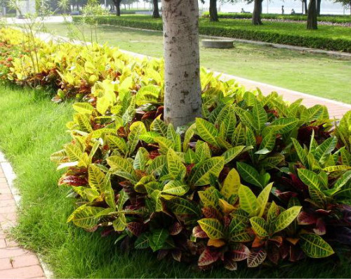 ����ʹ��Ҷľ���ô�׳����Ҷľ����ֳ��������Щ