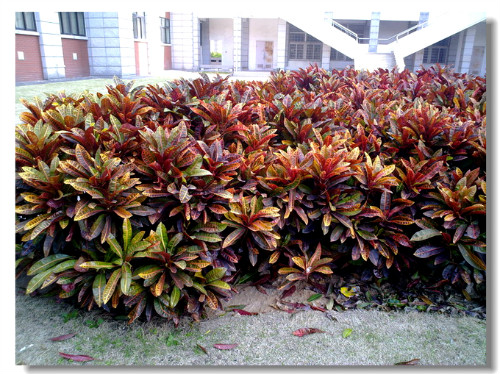 ����ʹ��Ҷľ���ô�׳����Ҷľ����ֳ��������Щ