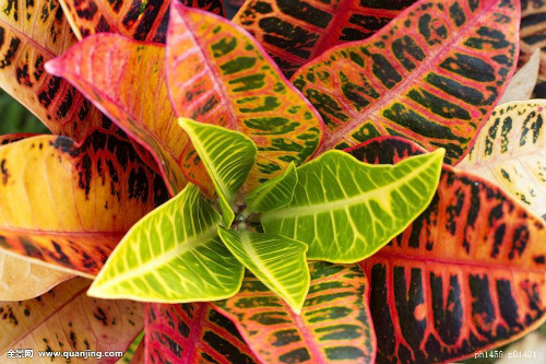 ����ʹ��Ҷľ���ô�׳����Ҷľ����ֳ��������Щ