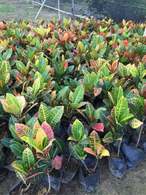 ��Ҷľ��ô�����������⼸���Ҷľ���ܰ�ȫԽ����