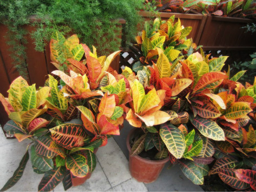 ��Ҷľ��ô�����������⼸���Ҷľ���ܰ�ȫԽ����