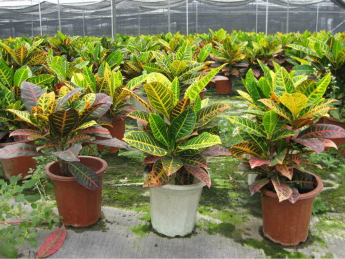 ��Ҷľ��ô�����������⼸���Ҷľ���ܰ�ȫԽ����