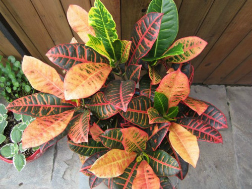 ��Ҷľ��ô�����������⼸���Ҷľ���ܰ�ȫԽ����