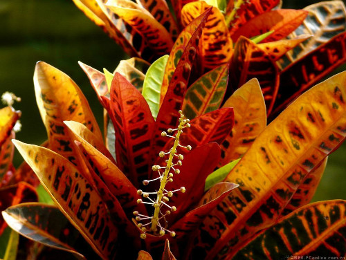 ��Ҷľ�����������ô�� ����������Ч�����Ҷľ��������