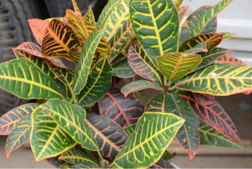 ��Ҷľ�����������ô�� ����������Ч�����Ҷľ��������