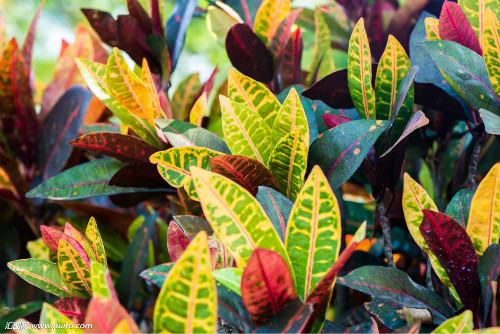 ��Ҷľ�����������ô�� ����������Ч�����Ҷľ��������