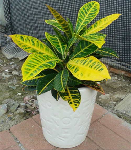 ��Ҷľ�����������ô�� ����������Ч�����Ҷľ��������