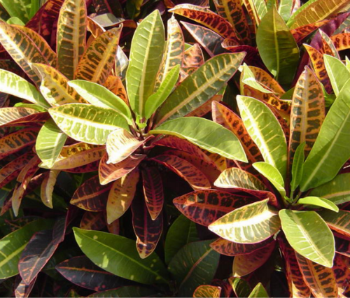 ��ҶľҶ�ӵ�û��զ���� ��ҶľҶ������ԭ��������