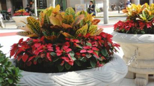 ��ҶľҶ�ӵ�û��զ���� ��ҶľҶ������ԭ��������