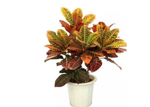 ��ҶľҶ�ӵ�û��զ���� ��ҶľҶ������ԭ��������