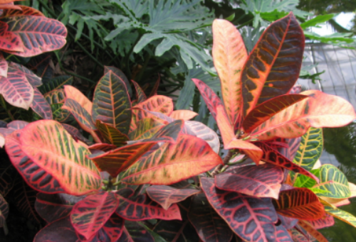 ��ҶľҶ�ӵ�û��զ���� ��ҶľҶ������ԭ��������