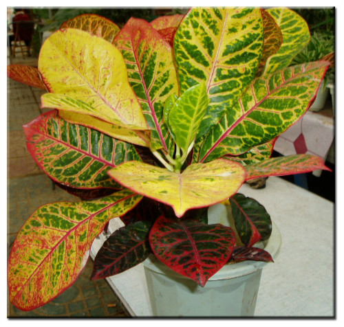 ��ҶľҶ�ӵ�û��զ���� ��ҶľҶ������ԭ��������