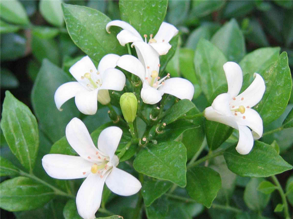 九里香怎么过冬 注意这5点九里香就可以安全越冬