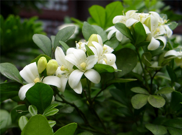 九里香怎么过冬 注意这5点九里香就可以安全越冬