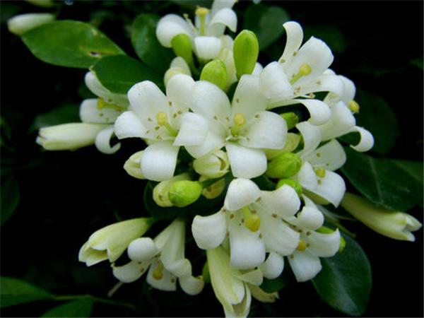 九里香怎么过冬 注意这5点九里香就可以安全越冬