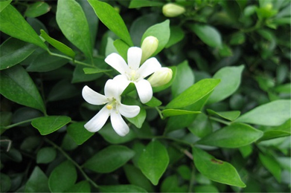 九里香怎么过冬 注意这5点九里香就可以安全越冬