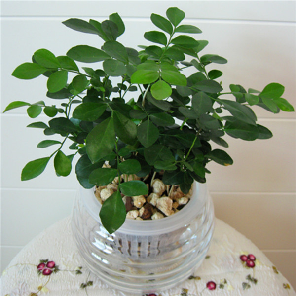 ���������ˮ���� ˮ�������ķ���С����������