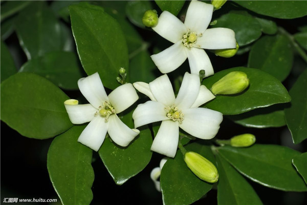 ������Ҷ��Ϊʲô���� ������������Щԭ���µ���