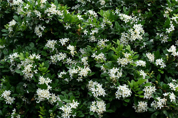 ������Ҷ��Ϊʲô���� ������������Щԭ���µ���