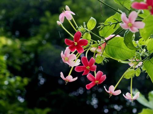 使君子可以生吃吗 使君子生吃的时候有哪些注意事项