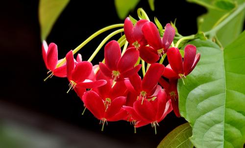 使君子可以生吃吗 使君子生吃的时候有哪些注意事项