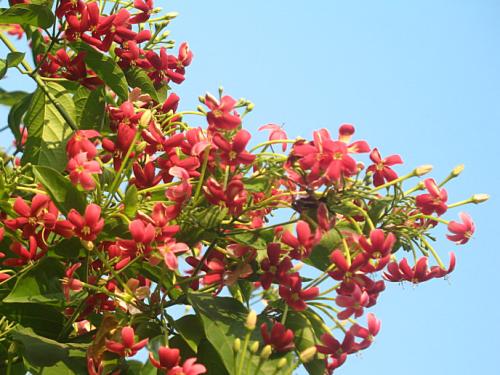 使君子可以生吃吗 使君子生吃的时候有哪些注意事项