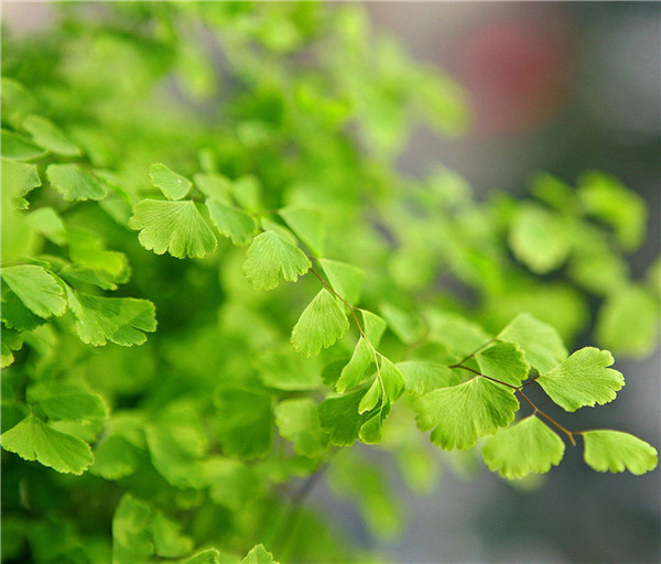 铁线蕨怎么换盆 这样给铁线蕨换盆绝对错不了